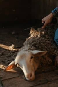 A sheep's head is one of the items needed when casting the Voodoo penis enlargement ritual.